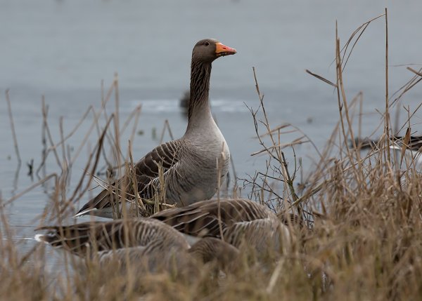 Шадринский гусь порода