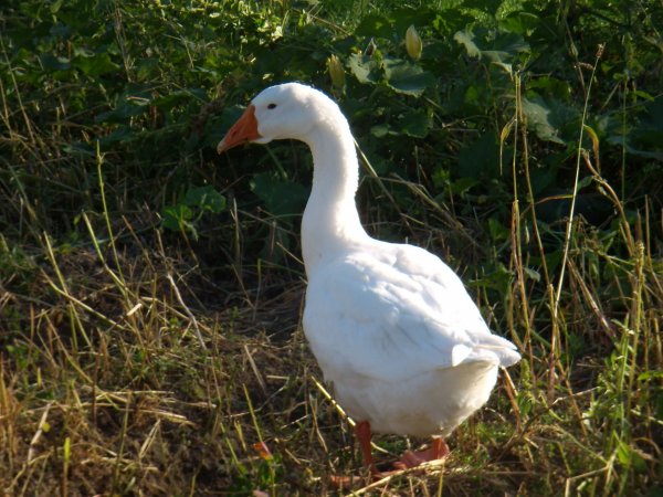 Разведение белых гусей