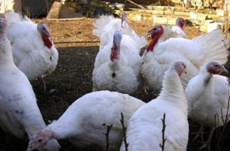 Биг 9 индюки