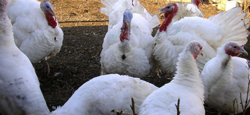 Биг 9 индюки