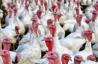 Бройлерные породы индюков