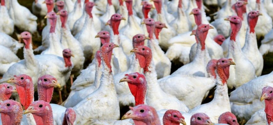 Бройлерные породы индюков