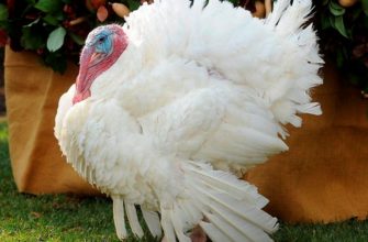 Индюки Хайбрид конвертер порода