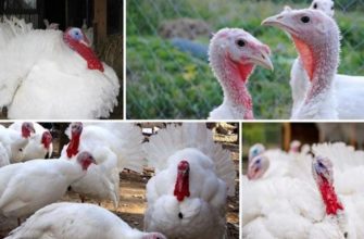 Индюки канадской породы