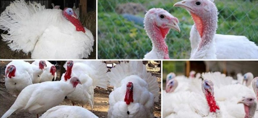 Индюки канадской породы