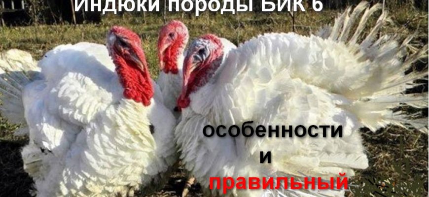 Индюки породы биг 6