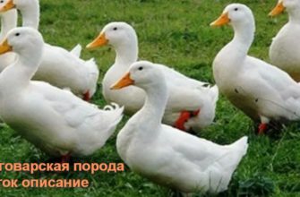 Благоварская порода уток описание