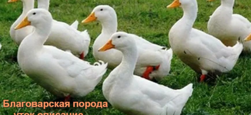Благоварская порода уток описание