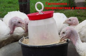 Гистомоноз индеек лечение и профилактика