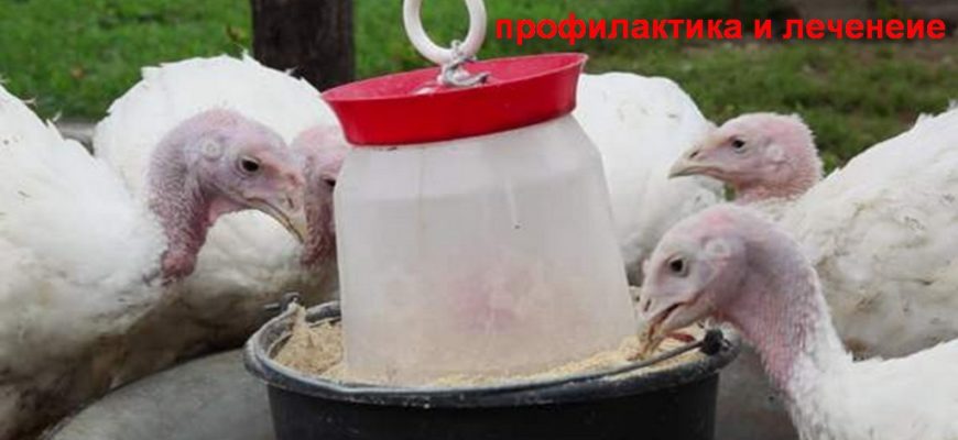 Гистомоноз индеек лечение и профилактика