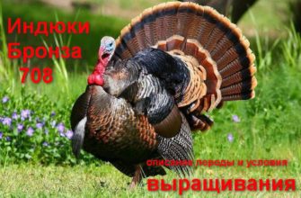 Индюки бронза описание породы
