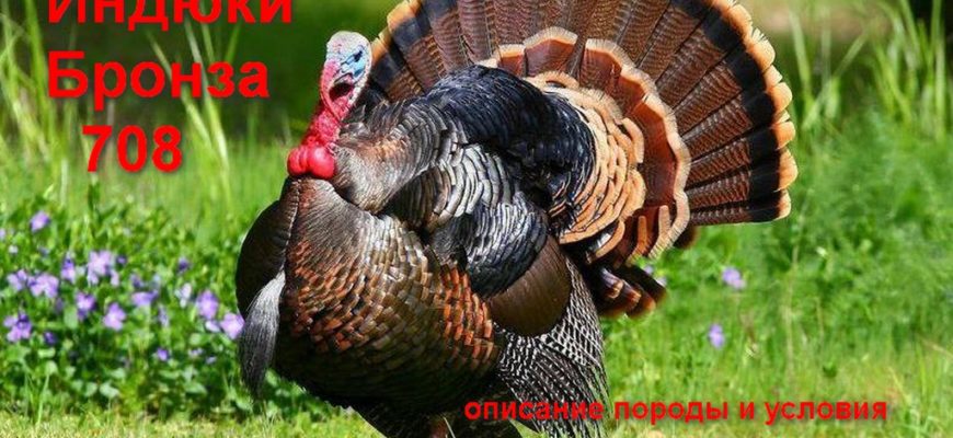 Индюки бронза описание породы