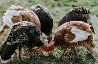 Чем кормить индюков для набора веса