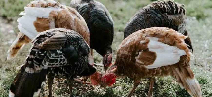 Чем кормить индюков для набора веса