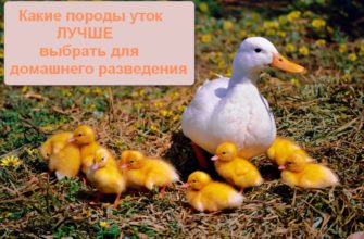 Породы уток для домашнего разведения