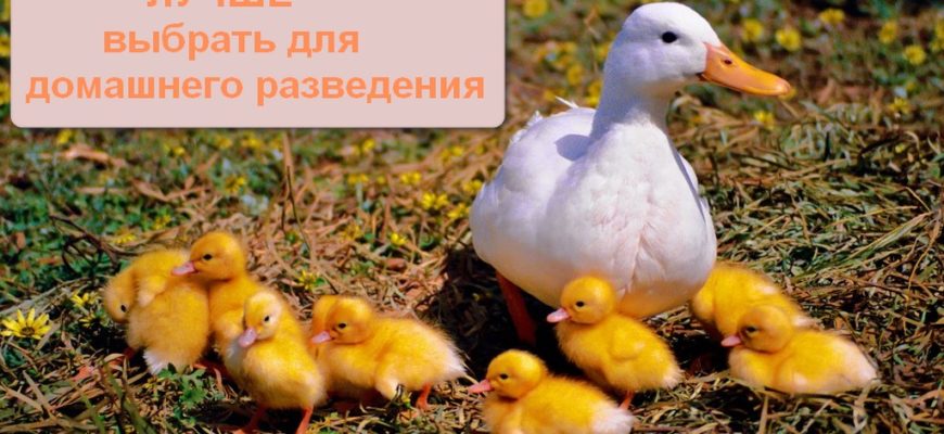 Породы уток для домашнего разведения