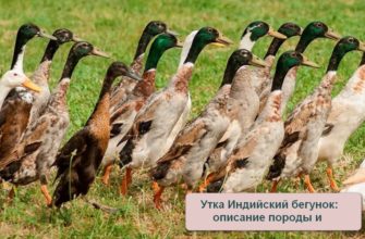 Утка индийский бегунок порода