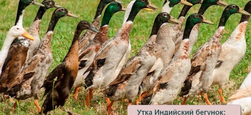 Утка индийский бегунок порода