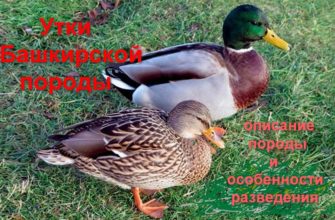 Утки башкирской породы описание породы