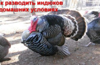 Как разводить индюков в домашних условиях