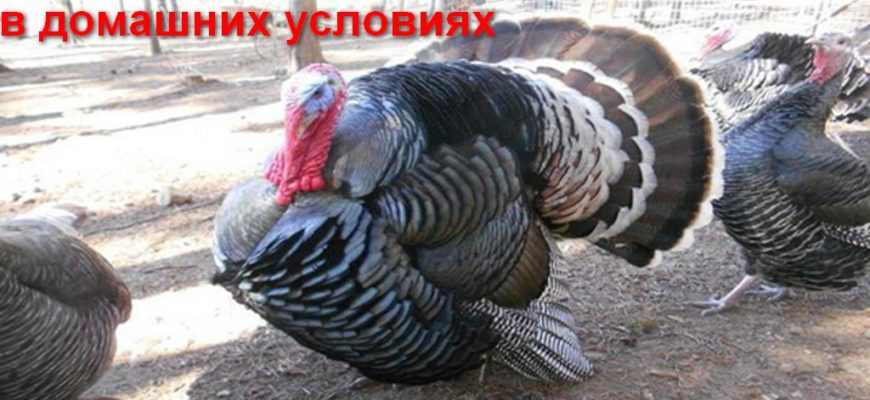 Как разводить индюков в домашних условиях
