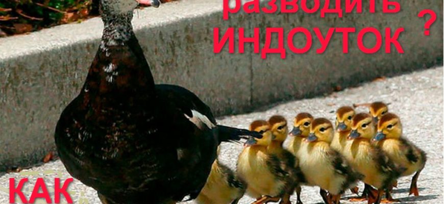 Индоутка как разводить в домашних условияхм