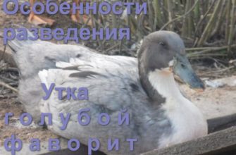Утки голубой фаворит разведение