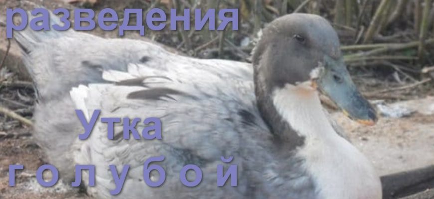 Утки голубой фаворит разведение