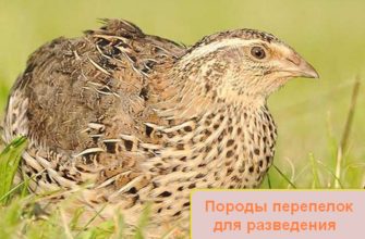 Породы перепелок для разведения
