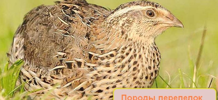 Породы перепелок для разведения