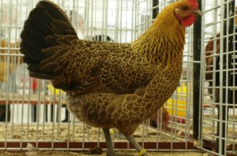 Чешская кура