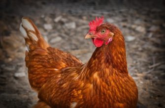 Гистомоноз у куриц