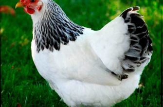 Первомайская порода кур: описание