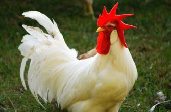 Порода кур Белый Леггорн описание