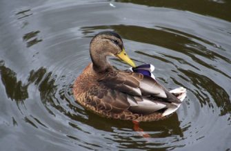 Руанская порода уток