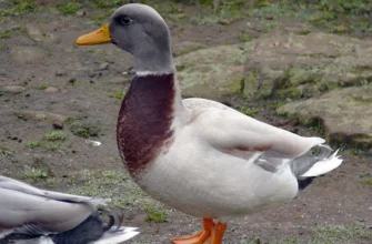 Саксонская утка