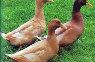 Хаки Кемпбелл